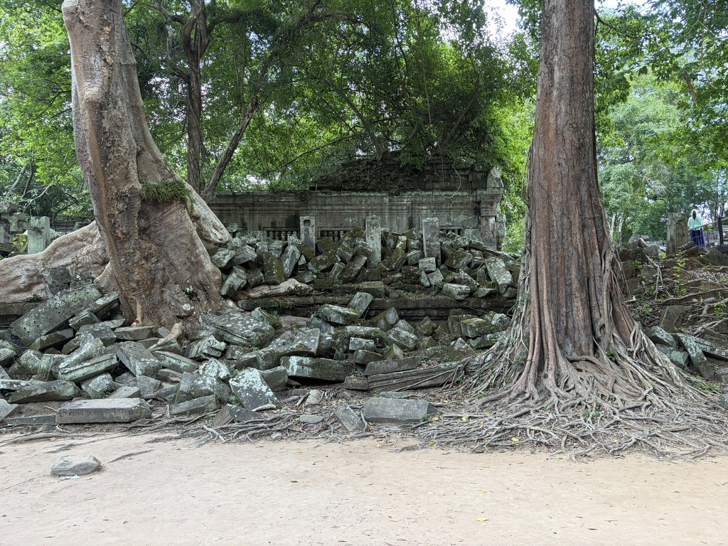 两颗百年古树